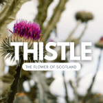 thistle the flower of Scotland