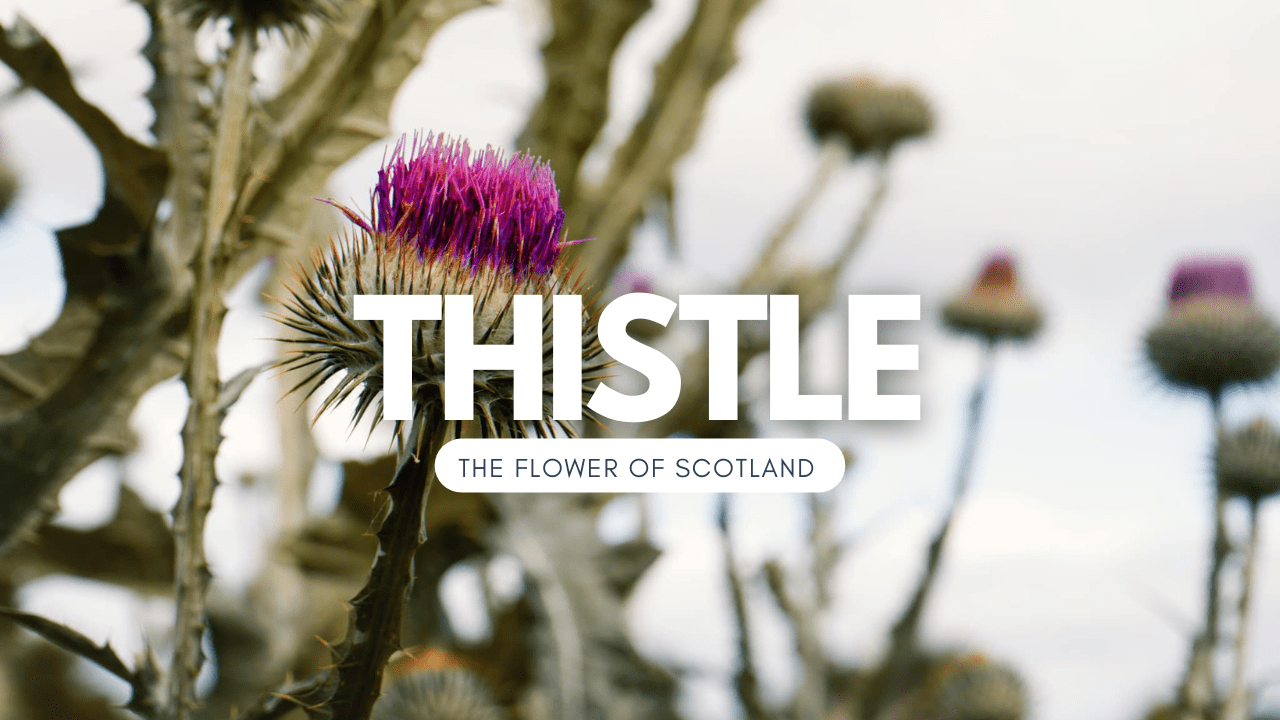 thistle the flower of Scotland